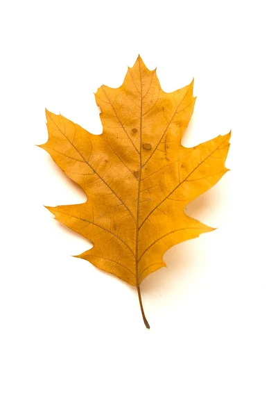 Сухой осенний дубовый лист на белом — стоковое фото