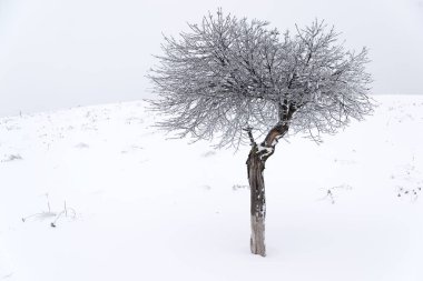 Kar kış alanında ağaç kaplı