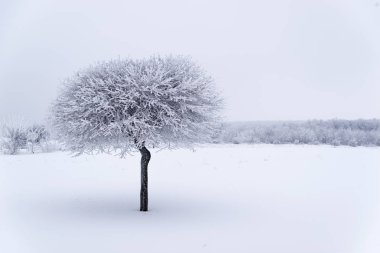 Kar kış alanında ağaç kaplı