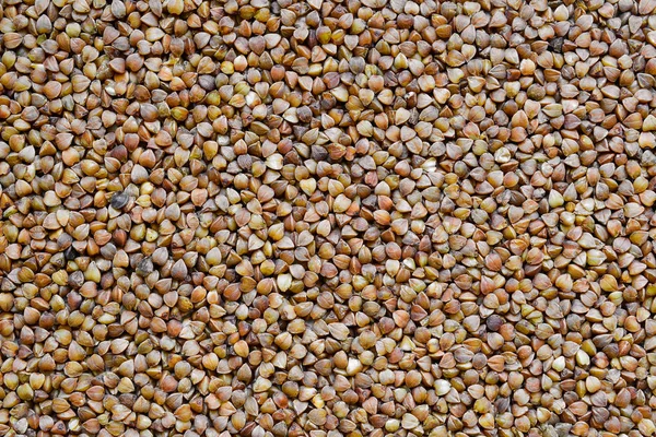 Buğday. Makro fotoğraf. Üstten Görünüm.