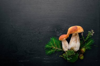 Mantar çörek. Siyah ahşap zemin taze orman mantar. Üstten Görünüm. Metin için boş alan.