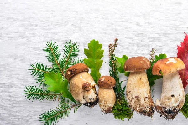 Гриб Болетус. Лесные грибы на белом деревянном фоне. Вид сверху. Свободное место для текста . — стоковое фото