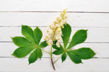 Önümüzdeki kestane. Şifalı bitkiler. Ahşap bir arka plan üzerinde. Üstten Görünüm. Kopya alanı.