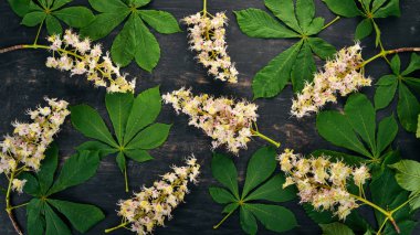 Önümüzdeki kestane. Şifalı bitkiler. Ahşap bir arka plan üzerinde. Üstten Görünüm. Kopya alanı.