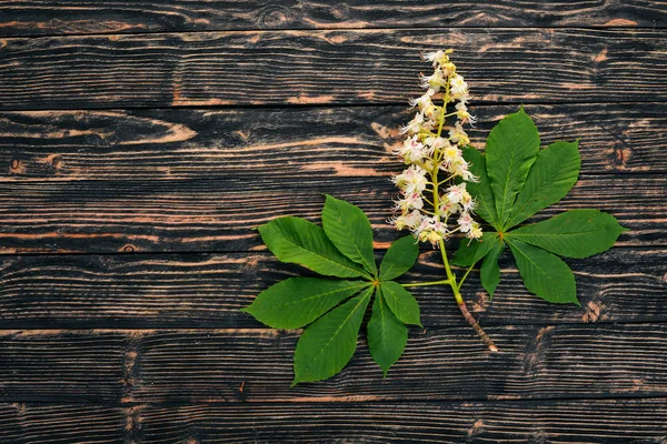 Blomställning Kastanjen Medicinalväxter Trä Bakgrund Ovanifrån Kopiera Utrymme — Stockfoto