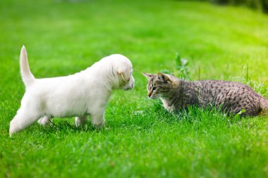 Bir Labrador köpeği bir kediyle oynuyor. Labrador köpeği yeşil çimlerde.
