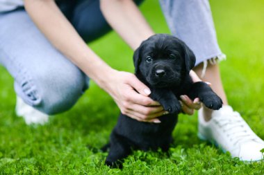 Küçük siyah köpek Labrador Retriever 'ı ele geçirdi. Labrador köpeği yeşil çimlerde.