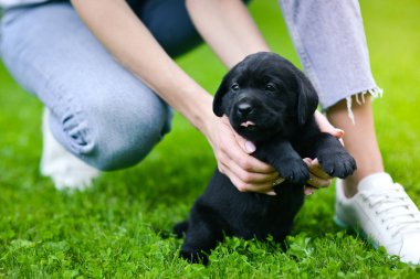 Küçük siyah köpek Labrador Retriever 'ı ele geçirdi. Labrador köpeği yeşil çimlerde.