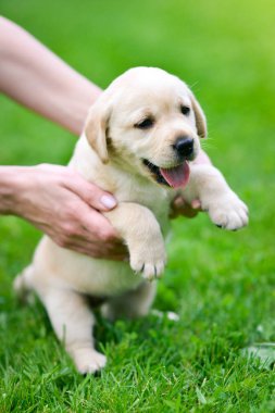 Yavru köpek, Labrador Retriever 'ı bir adamın ellerinde yetiştiriyor. Labrador köpeği yeşil çimlerde.