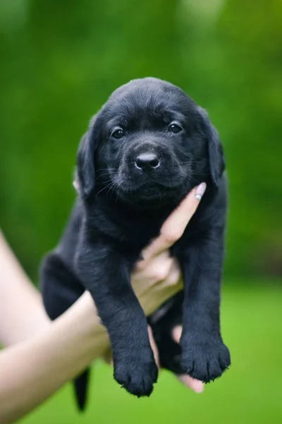 Kis Fekete Kutya Tenyészt Labrador Retriever Kézen Fogva Ember Labrador — Stock Fotó