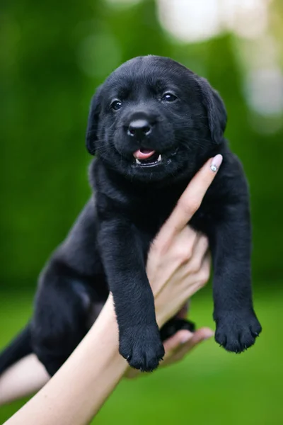 Little Black Dog Breed Labrador Retriever Händerna Människan Labrador Valp — Stockfoto