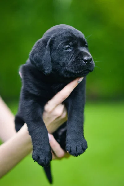 Pequena Raça Cão Preto Labrador Retriever Mãos Homem Cãozinho Labrador — Fotografia de Stock