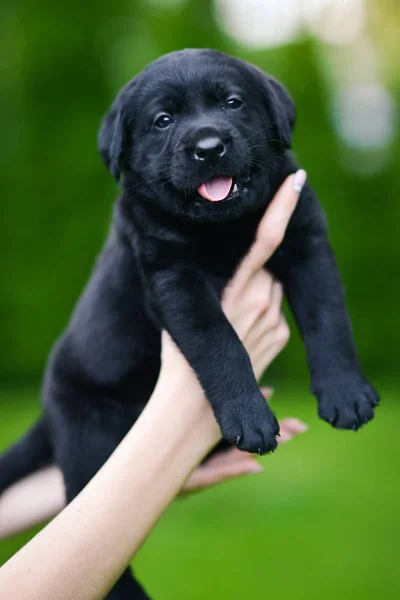 Маленькая Черная Собака Породы Лабрадор Ретривер Руках Человека Лабрадор Щенок — стоковое фото