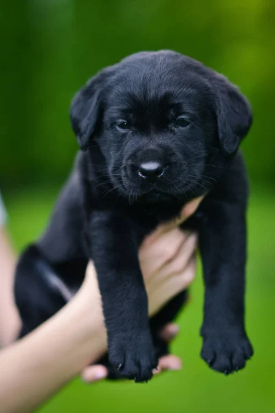 Piccolo Cane Nero Alleva Labrador Retriever Mani Uomo Labrador Cucciolo — Foto Stock