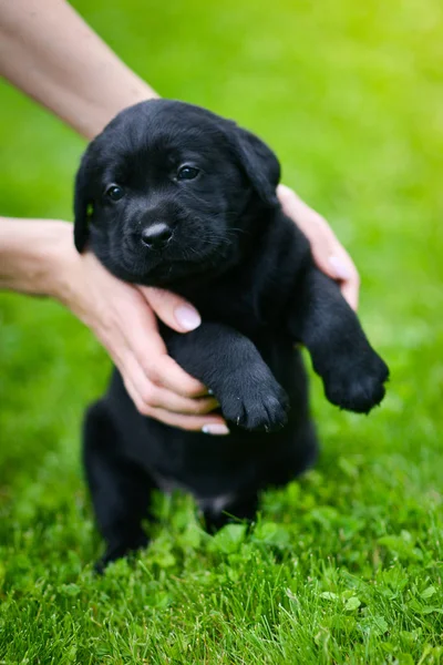 Kleine Schwarze Hunderasse Labrador Retriever Auf Händen Beim Menschen Labrador — Stockfoto