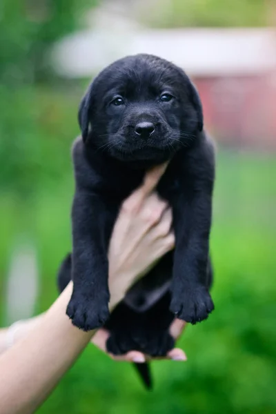 Mały Czarny Pies Rasy Labrador Retriever Rękach Człowieka Szczeniak Labrador — Zdjęcie stockowe