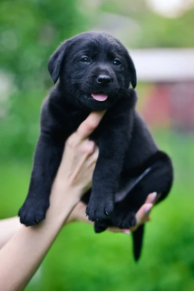 Pequena Raça Cão Preto Labrador Retriever Mãos Homem Cãozinho Labrador — Fotografia de Stock