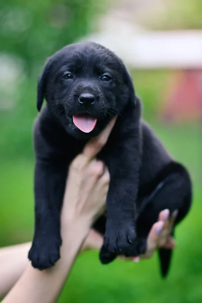 Pequena Raça Cão Preto Labrador Retriever Mãos Homem Cãozinho Labrador — Fotografia de Stock