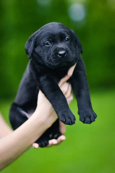 黒い犬がラブラドールを繁殖させる男に手を差し伸べる緑の草の上のラブラドール子犬 — ストック写真
