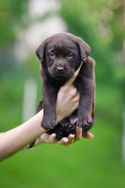 Barna Kiskutya Tenyészt Labrador Retriever Emberi Kéz Labrador Kiskutya Zöld — Stock Fotó