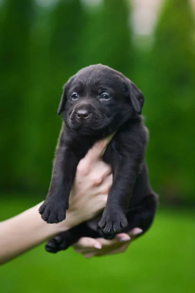 Bruine Puppy Ras Labrador Retriever Mensenhanden Labrador Puppy Groen Gras — Stockfoto