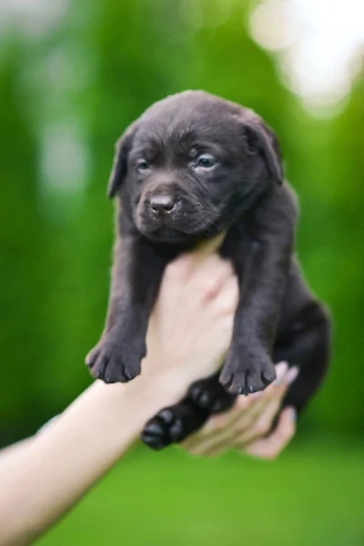 Cachorrinho Marrom Raça Labrador Retriever Mãos Humanas Cãozinho Labrador Grama — Fotografia de Stock