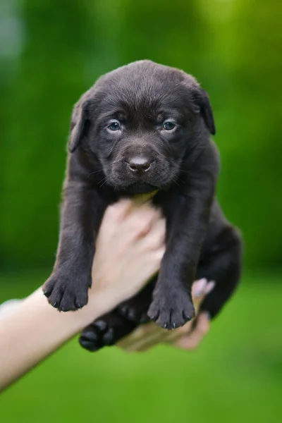 Barna Kiskutya Tenyészt Labrador Retriever Emberi Kéz Labrador Kiskutya Zöld — Stock Fotó