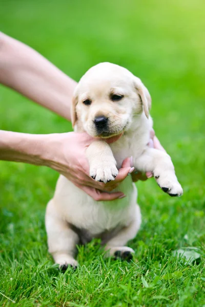 Koiranpentu Rotu Labrador Noutaja Käsissä Mies Labradorin Pentu Vihreällä Ruoholla — kuvapankkivalokuva