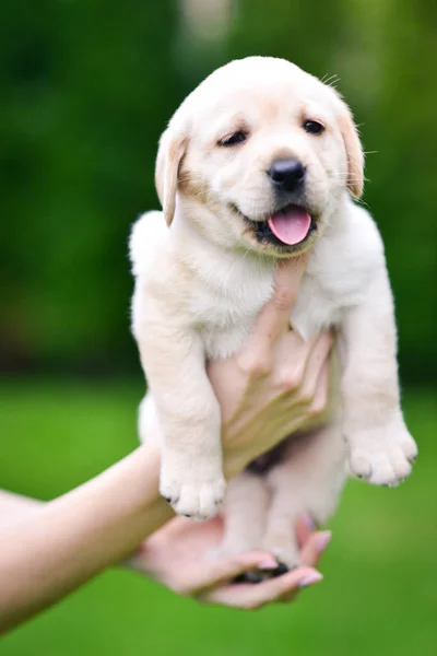 Valp Hund Ras Labrador Retriever Händerna Man Labrador Valp Grönt — Stockfoto