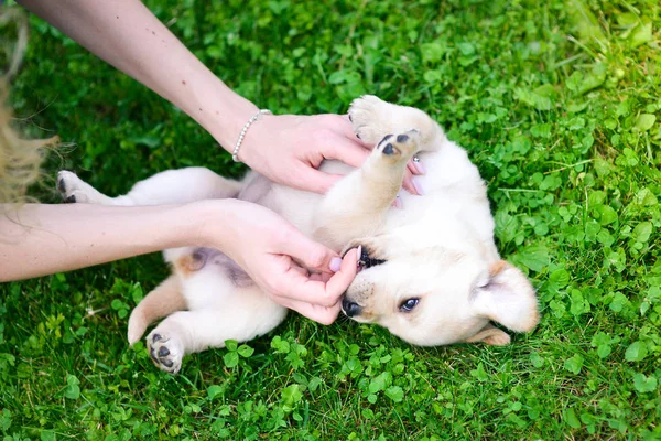 Puppy Dog Breed Labrador Retriever Hands Man Labrador Puppy Green — 스톡 사진