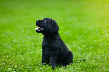 Siyah Labrador 'un oyuncu yavrusu. Labrador köpeği yeşil çimlerde.