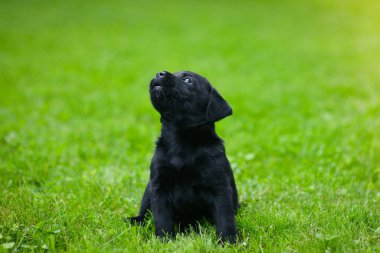 Siyah Labrador 'un oyuncu yavrusu. Labrador köpeği yeşil çimlerde.