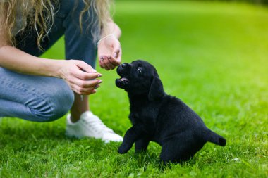 Siyah Labrador 'un oyuncu yavrusu. Labrador köpeği yeşil çimlerde.