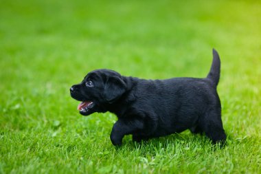 Siyah Labrador 'un oyuncu yavrusu. Labrador köpeği yeşil çimlerde.