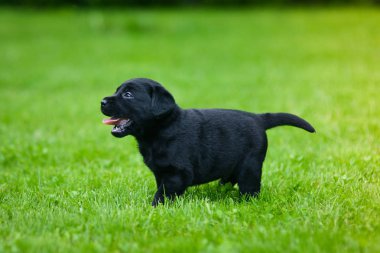 Siyah Labrador 'un oyuncu yavrusu. Labrador köpeği yeşil çimlerde.