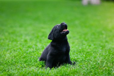 Siyah Labrador 'un oyuncu yavrusu. Labrador köpeği yeşil çimlerde.