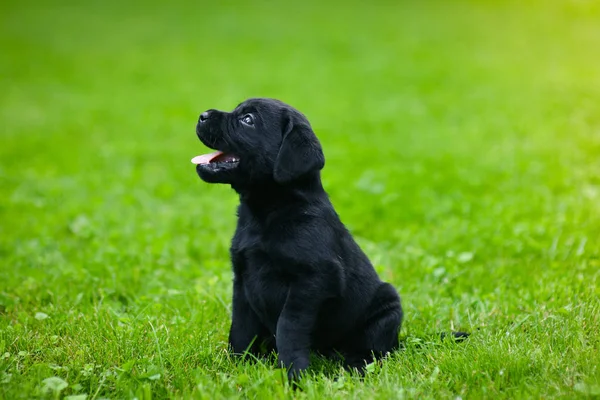 Fekete Labrador Játékos Kiskutyája Labrador Kiskutya Zöld Füvön — Stock Fotó