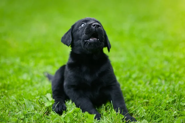 Fekete Labrador Játékos Kiskutyája Labrador Kiskutya Zöld Füvön — Stock Fotó