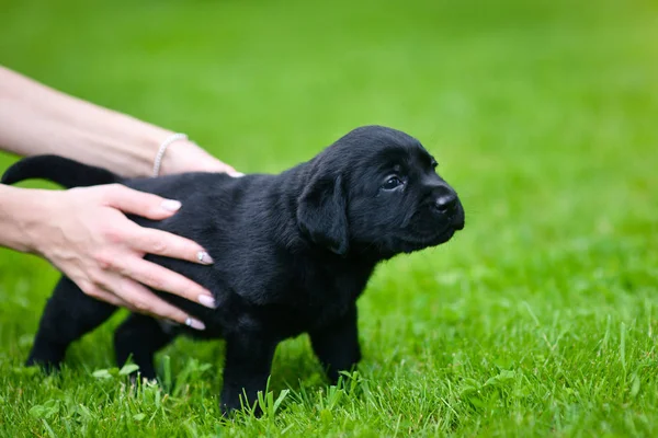 Playful puppy of black labrador. Labrador puppy on green grass.