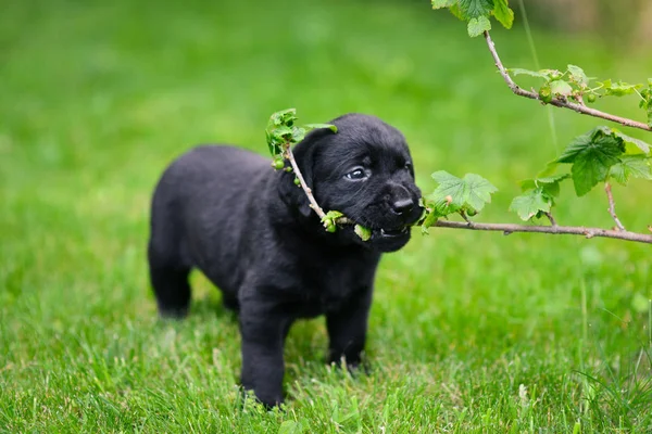Fekete Labrador Játékos Kiskutyája Labrador Kiskutya Zöld Füvön — Stock Fotó