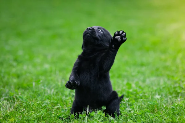 Playful puppy of black labrador. Labrador puppy on green grass.