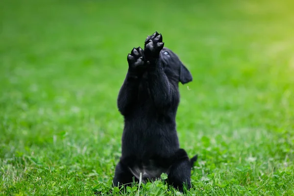 Verspielter Welpe Des Schwarzen Labradors Labrador Welpe Auf Grünem Gras — Stockfoto