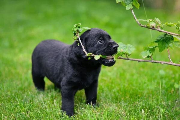 黒ラブラドールの遊び心の子犬 緑の草の上のラブラドール子犬 — ストック写真