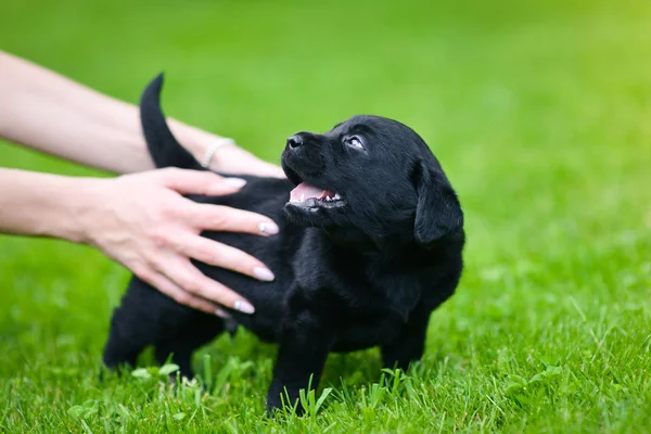 Fekete Labrador Játékos Kiskutyája Labrador Kiskutya Zöld Füvön — Stock Fotó