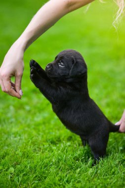 Kahverengi labrador köpeği oynuyor. Labrador köpeği yeşil çimlerde.