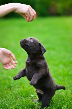 Kahverengi labrador köpeği oynuyor. Labrador köpeği yeşil çimlerde.