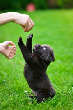 Kahverengi labrador köpeği oynuyor. Labrador köpeği yeşil çimlerde.