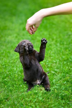 Kahverengi labrador köpeği oynuyor. Labrador köpeği yeşil çimlerde.