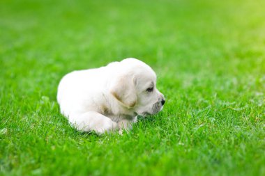 Güzel köpek yavrusu Labrador Retriever oynuyor.