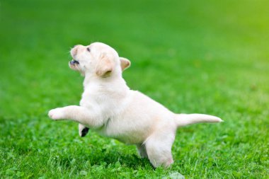 Güzel köpek yavrusu Labrador Retriever oynuyor.